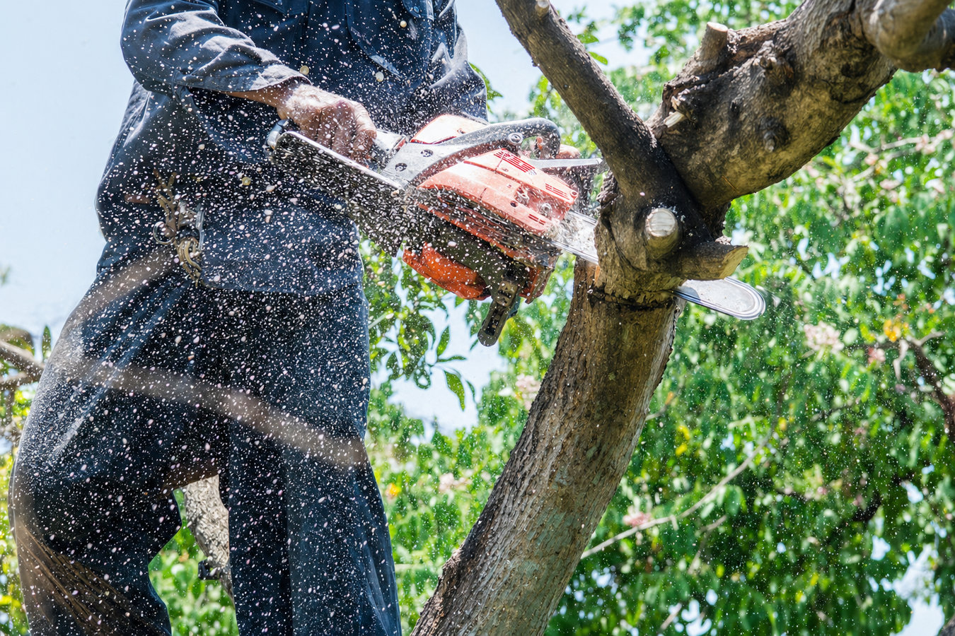 Redwood City Tree Service Pros - Professional tree service in Redwood City, CA